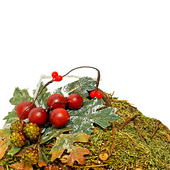 Image showing Moss and berry