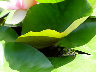 Image showing froggy under lillypad