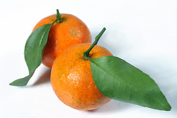 Image showing couple mandarin