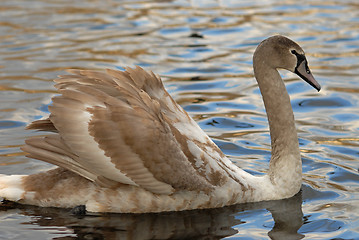 Image showing Beautiful swan