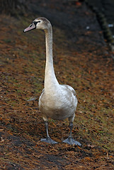 Image showing Swan standing on the ground.