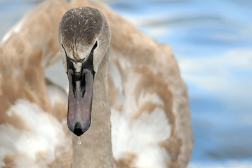 Image showing Swan