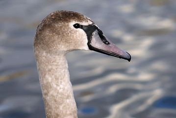 Image showing Swan head
