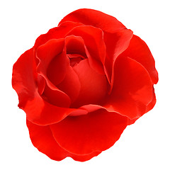 Image showing rose