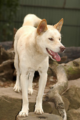 Image showing australian dingo