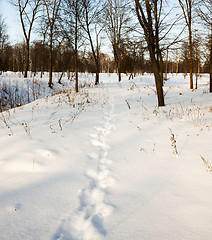 Image showing traces on snow  