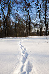 Image showing traces on snow  