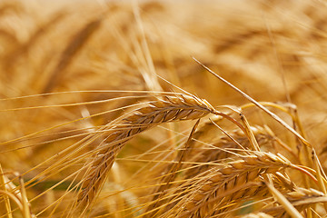 Image showing mature rye  