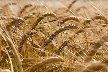 Image showing mature wheat 