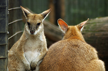 Image showing kangaroos in zoo