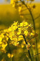 Image showing blossoming colza  