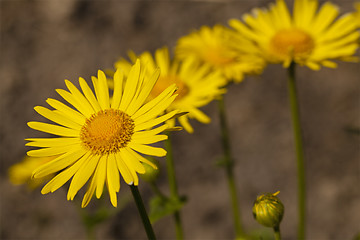 Image showing yellow camomiles 