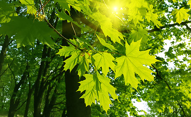 Image showing Beautiful spring leaves of maple tree and sunlight