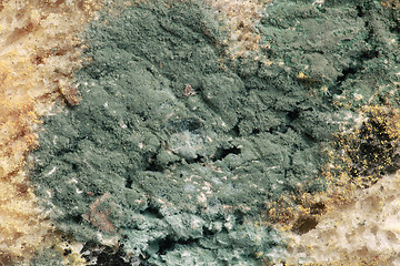 Image showing Bread Mold Magnification