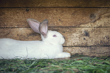 Image showing White rabbit in a hutch