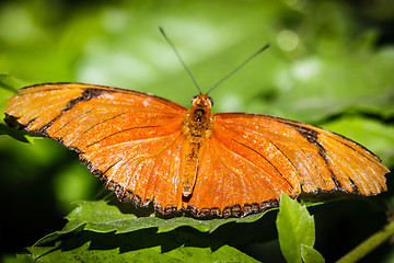 Image showing Julia Heliconian Dryas Julia