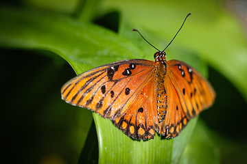 Image showing Queen Danaus Gilippus