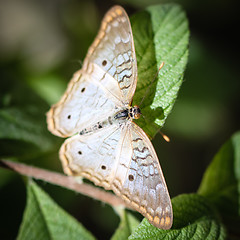 Image showing White Peacock Anartia Jatrophae