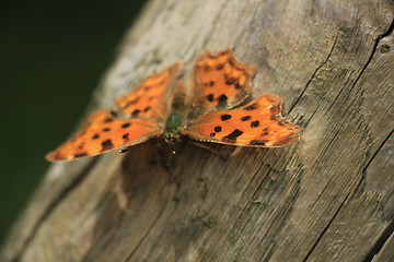 Image showing Comma Butterfly