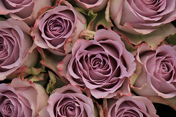 Image showing purple roses