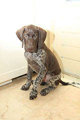 Image showing German Shorthaired Pointer puppy