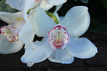 Image showing White cymbidium orchids