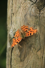 Image showing Comma Butterfly