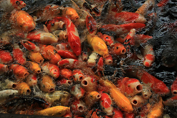 Image showing Koi Carps