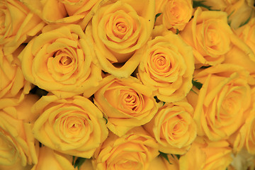 Image showing Yellow wedding roses