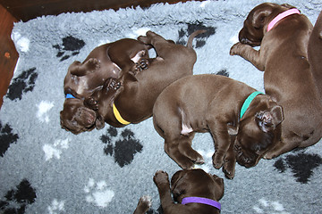 Image showing German Shorthaired Pointer Puppies