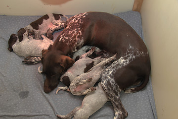 Image showing German Shorthaired Pointer puppies