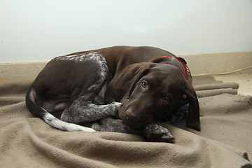 Image showing German Shorthaired Pointer puppy