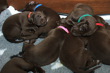 Image showing German Shorthaired Pointer Puppies