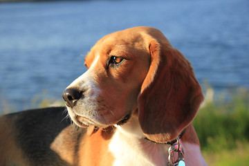 Image showing Young female beagle