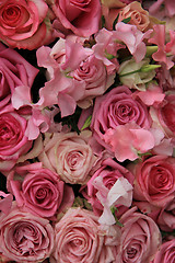 Image showing Pink roses