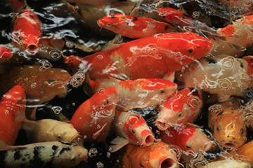 Image showing Koi Carps