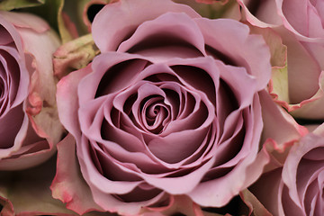 Image showing purple roses