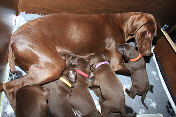 Image showing German Shorthaired Pointer Puppies