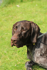 Image showing German Shorthaired Pointer