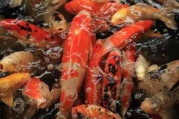 Image showing Koi Carps