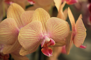 Image showing Phalaenopsis orchid