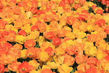 Image showing Yellow and orange tulips