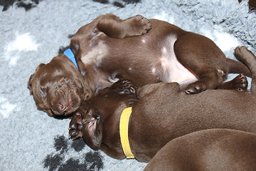 Image showing German Shorthaired Pointer Puppies