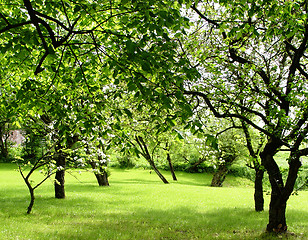 Image showing fruit orchard