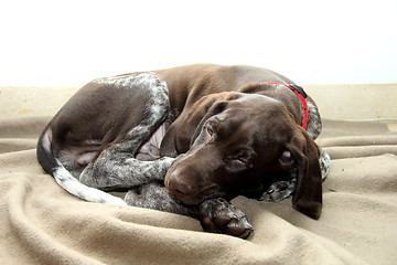 Image showing German Shorthaired Pointer puppy