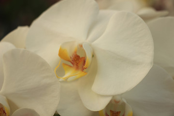 Image showing Phalaenopsis orchid