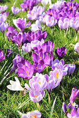 Image showing Crocuses on a field