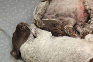 Image showing German Shorthaired Pointer puppies