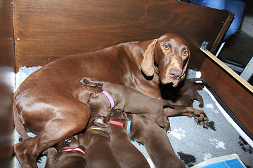 Image showing German Shorthaired Pointer Puppies