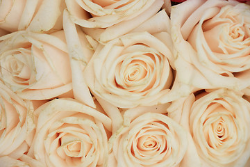 Image showing Wedding roses